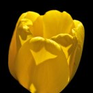 Yellow Tulip